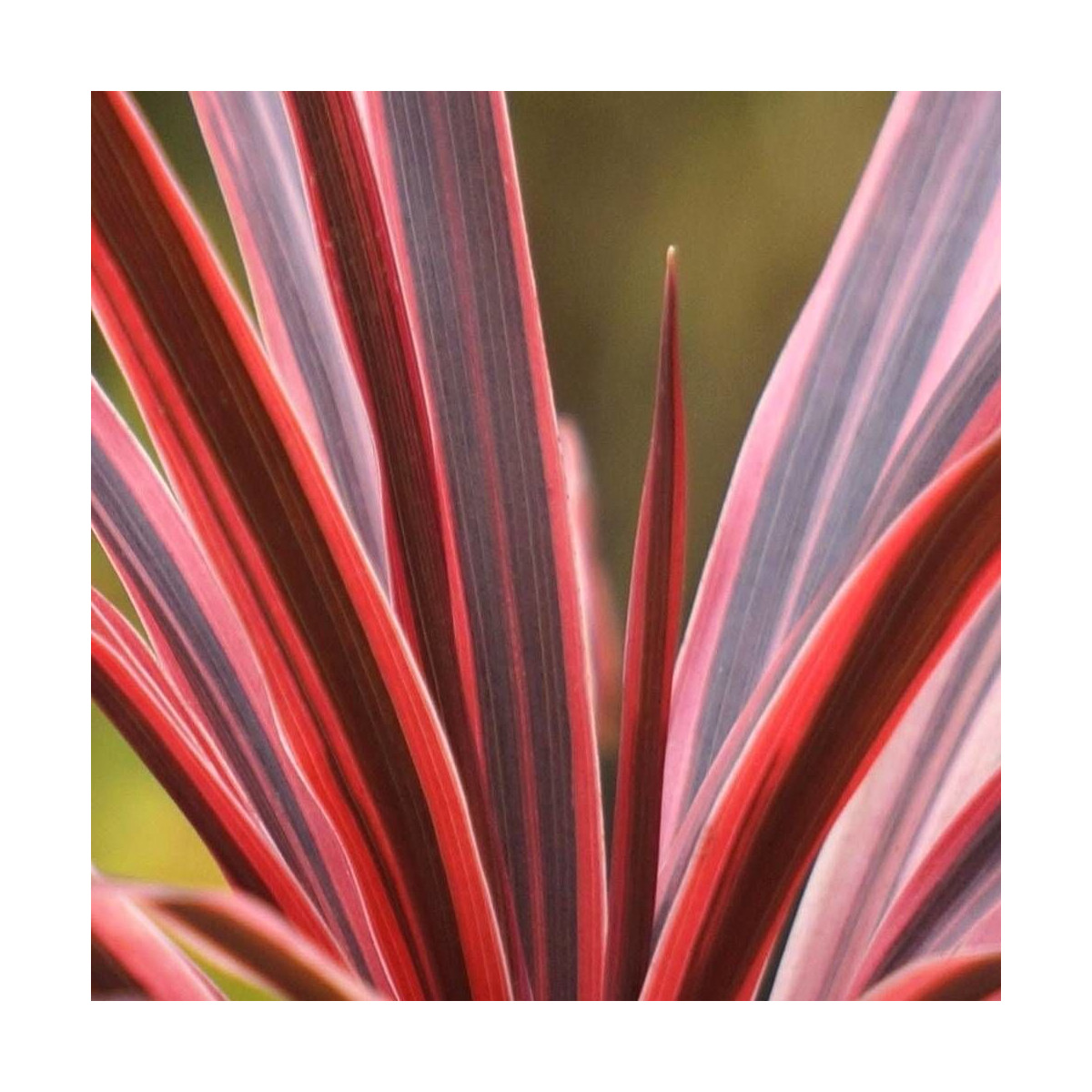 Cordyline australe Pink Star® 'TUS019' Cordyline australe Pink Star® 'TUS019'