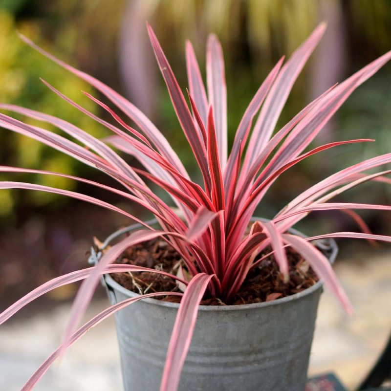 Cordyline australe Pink Star® 'TUS019'