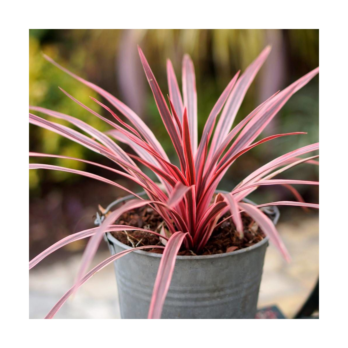 Cordyline australe Pink Star® 'TUS019' Cordyline australe Pink Star® 'TUS019'