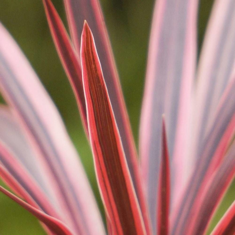 Cordyline australe Pink Star® 'TUS019'