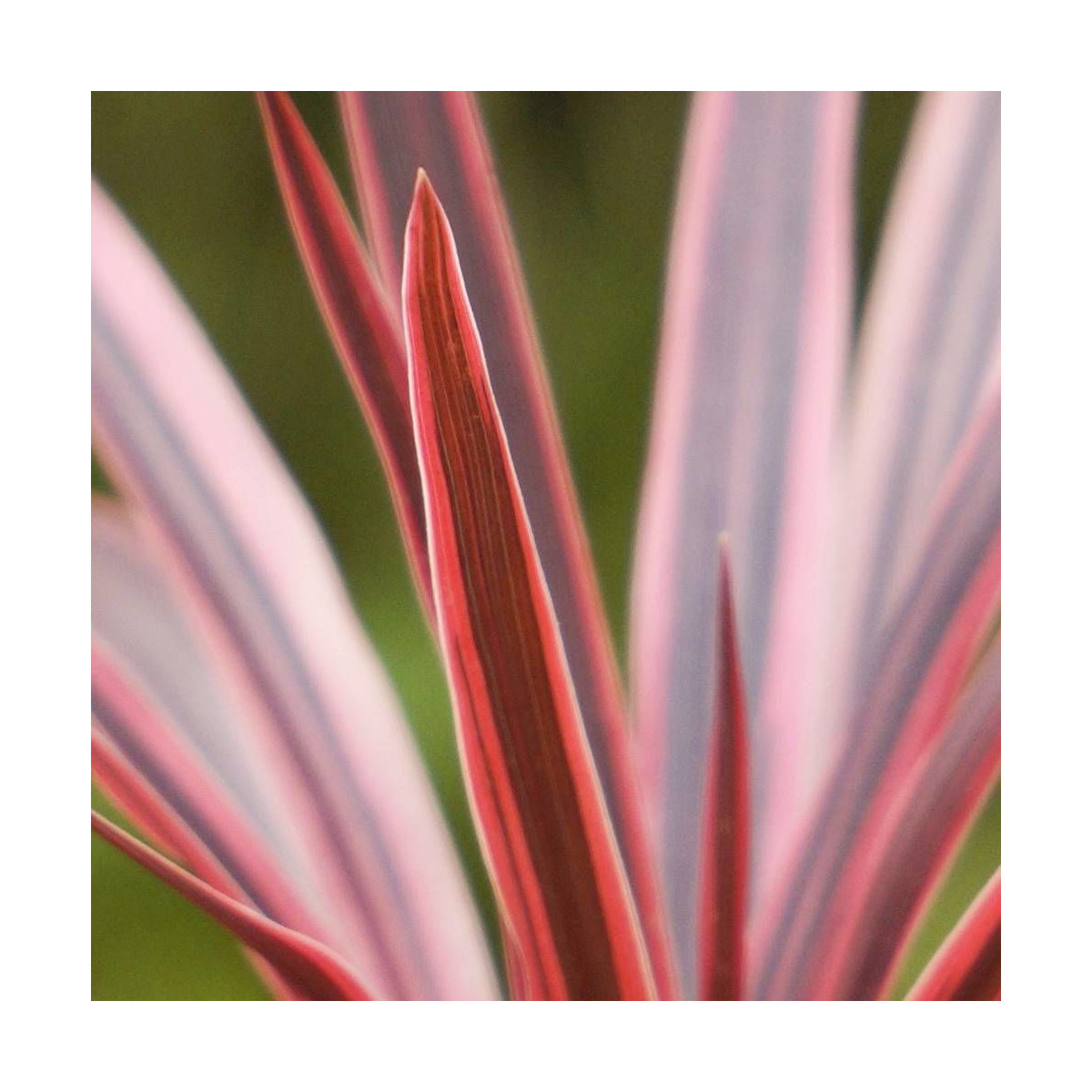 Cordyline australe Pink Star® 'TUS019' Cordyline australe Pink Star® 'TUS019'