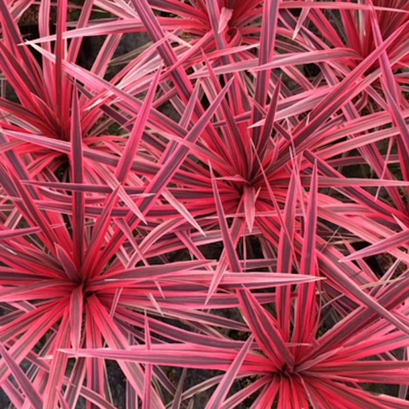 Cordyline australe Pink Star® 'TUS019'