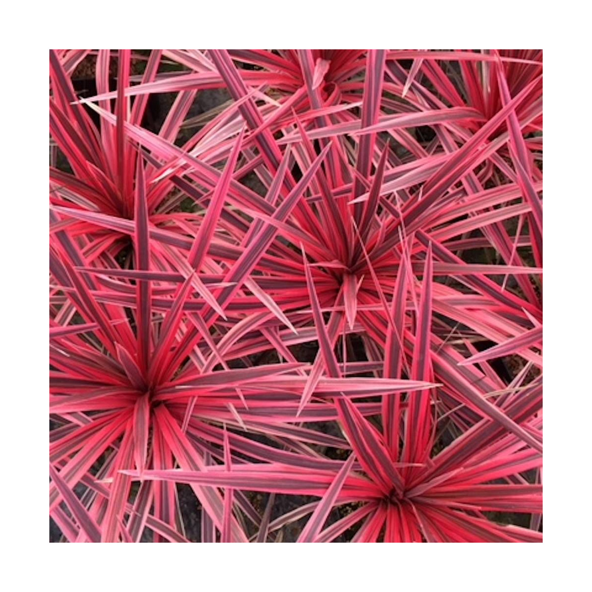 Cordyline australe Pink Star® 'TUS019' Cordyline australe Pink Star® 'TUS019'