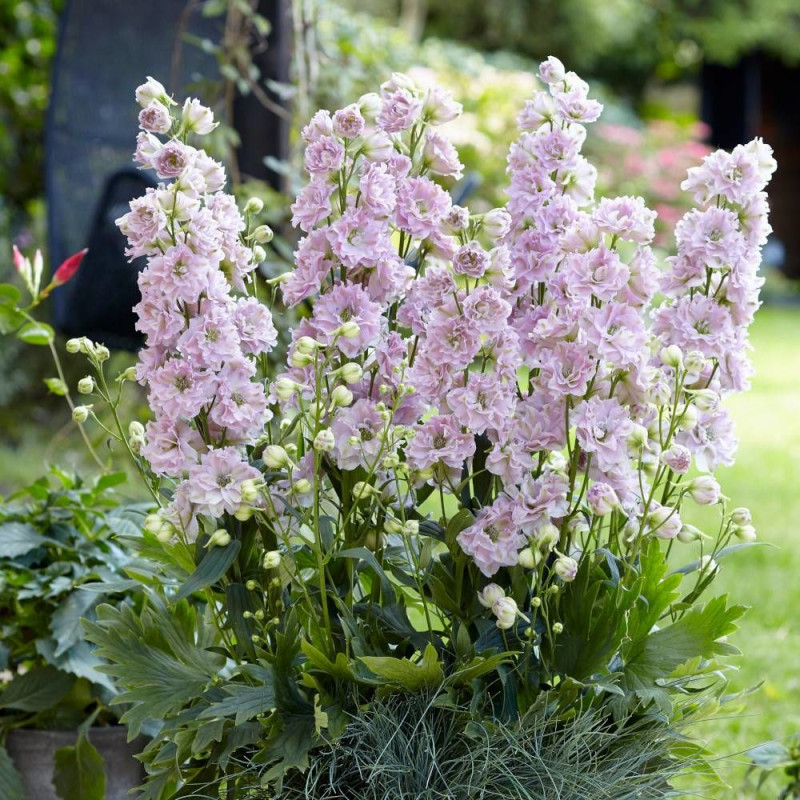 Pied-d'alouette Cinderella® 'DD2011', Delphinium