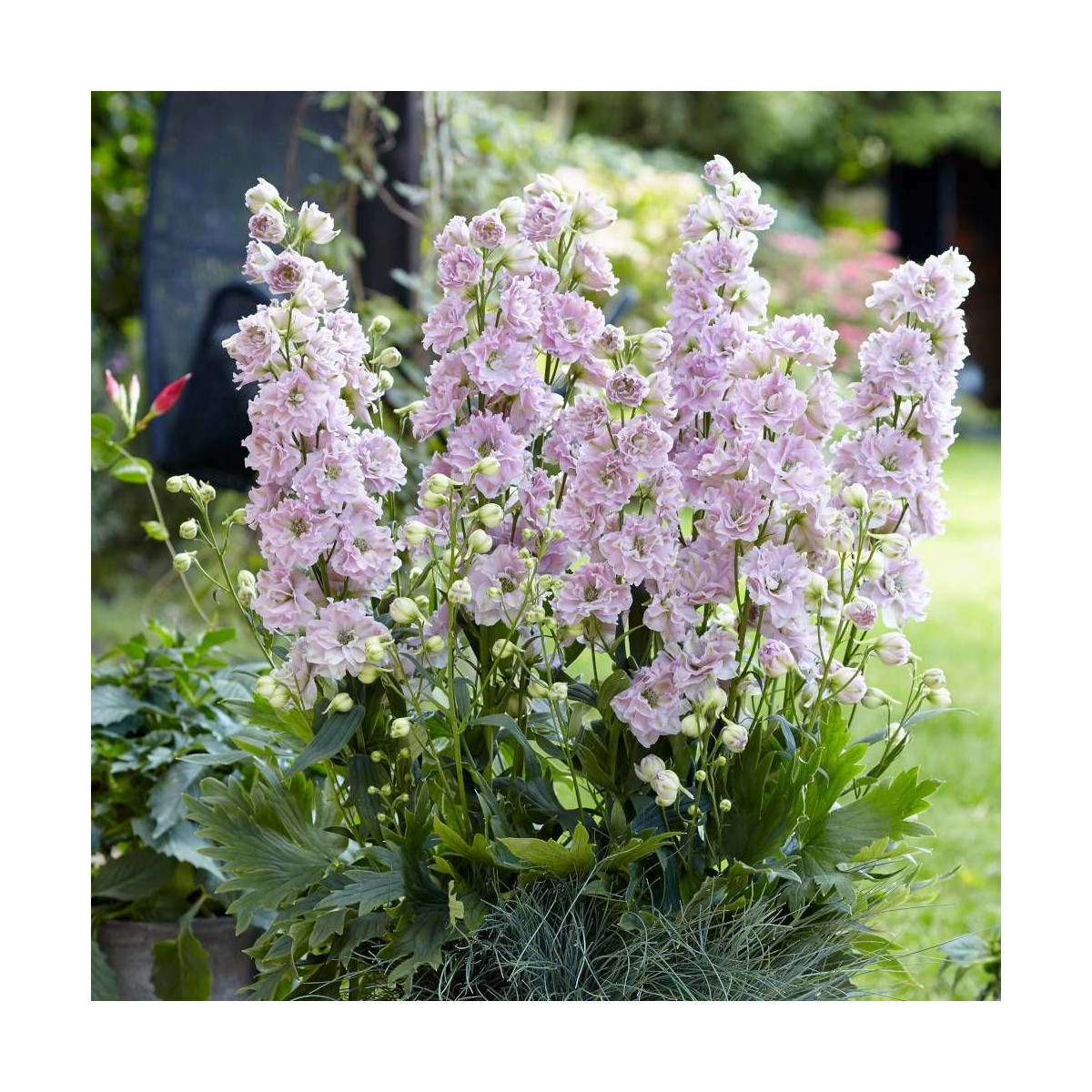 Pied-d'alouette Cinderella® 'DD2011', Delphinium