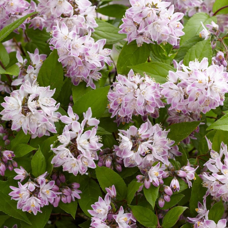 Deutzie Raspberry Sundae® 'Low18', Deutzia