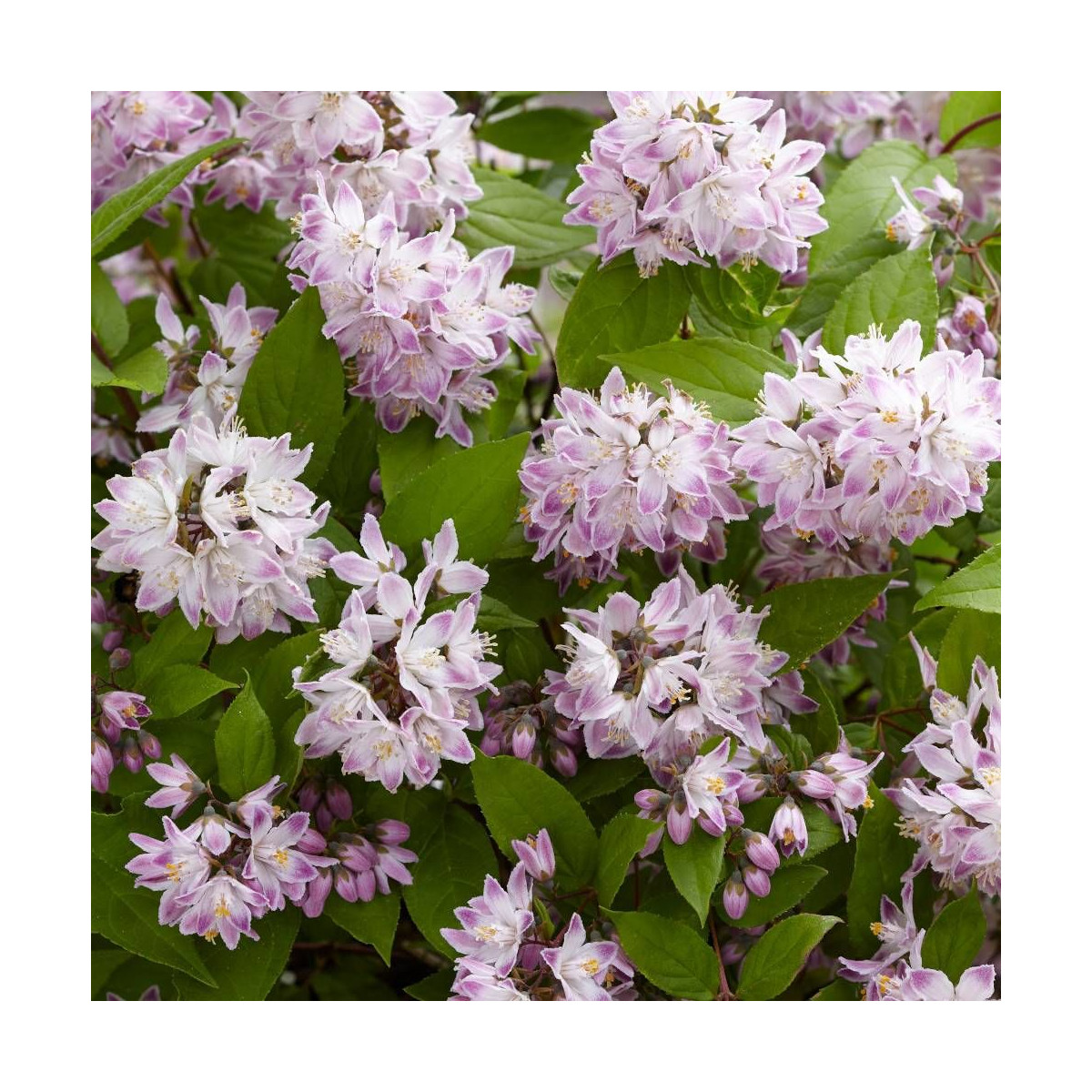 Deutzie Raspberry Sundae® 'Low18', Deutzia
