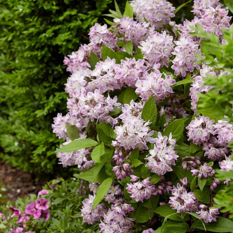 Deutzie Raspberry Sundae® 'Low18', Deutzia