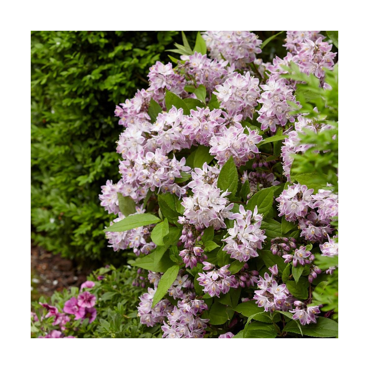 Deutzie Raspberry Sundae® 'Low18', Deutzia