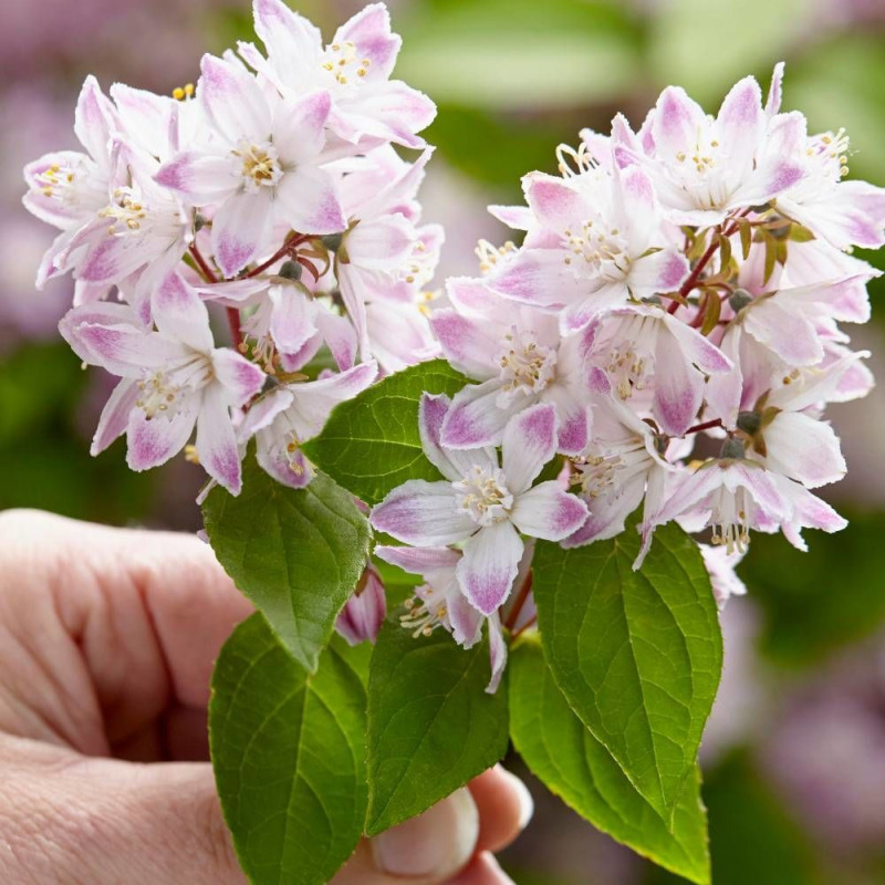 Deutzie Raspberry Sundae® 'Low18', Deutzia
