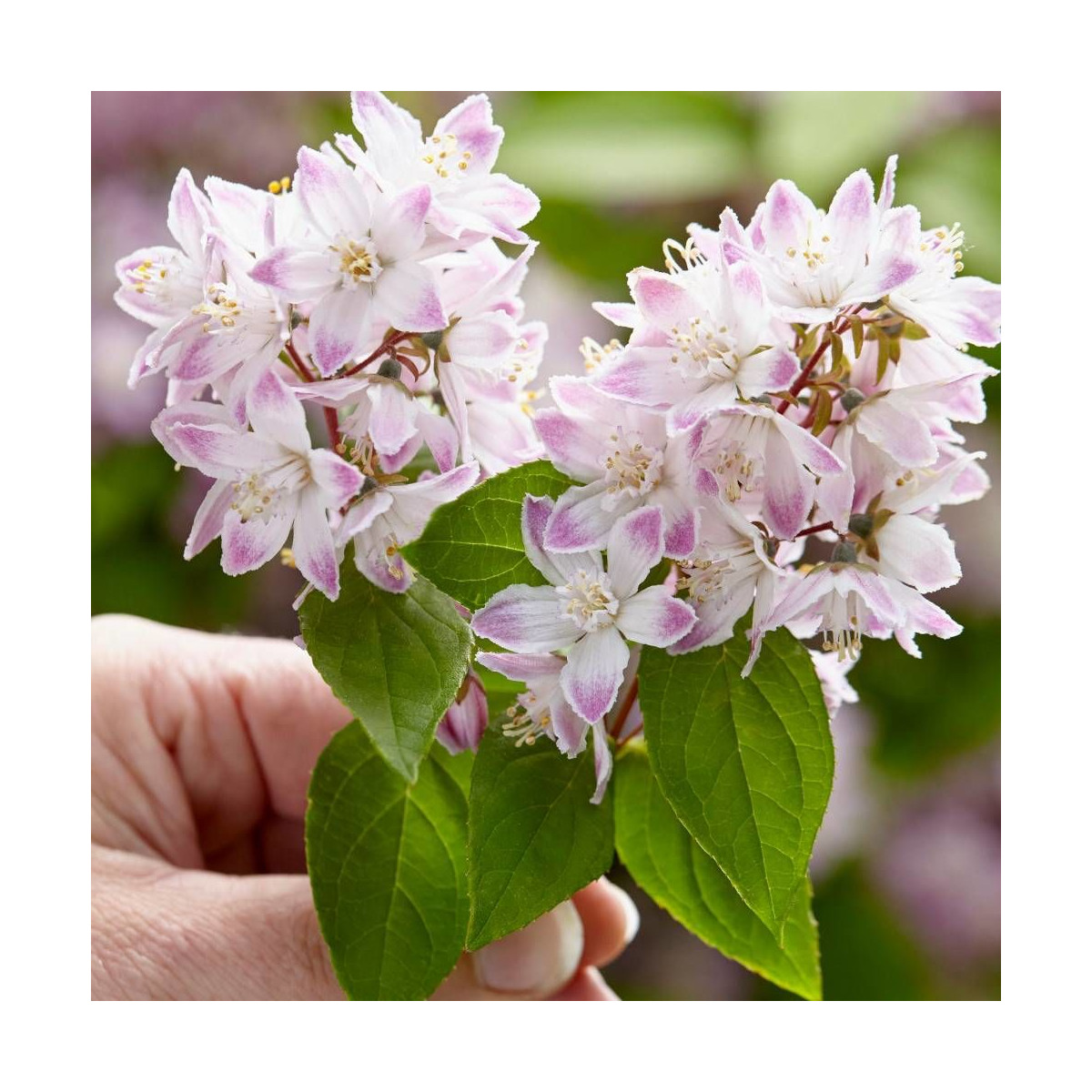 Deutzie Raspberry Sundae® 'Low18', Deutzia