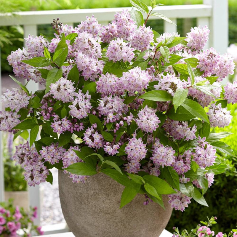 Deutzie Raspberry Sundae® 'Low18', Deutzia
