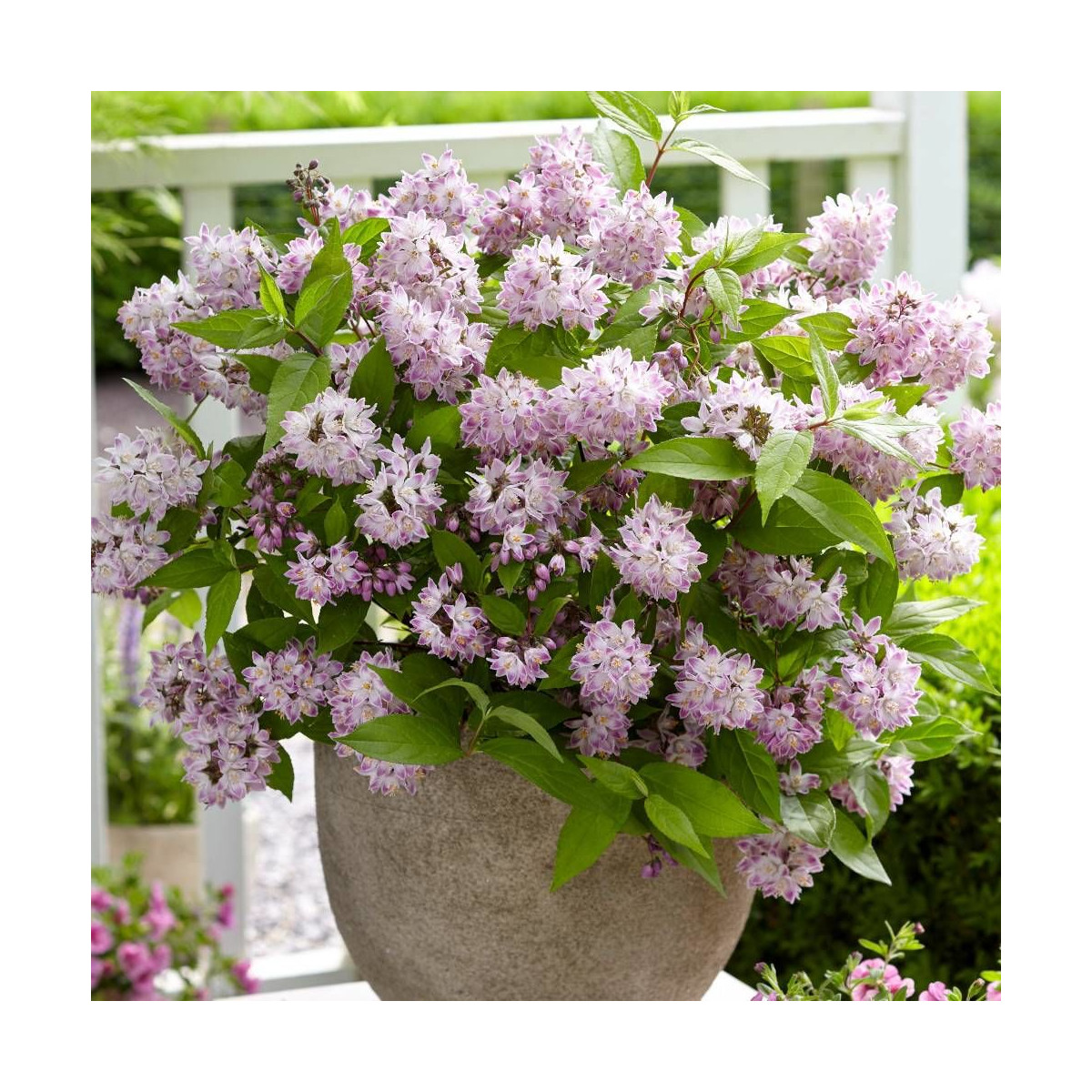 Deutzie Raspberry Sundae® 'Low18', Deutzia
