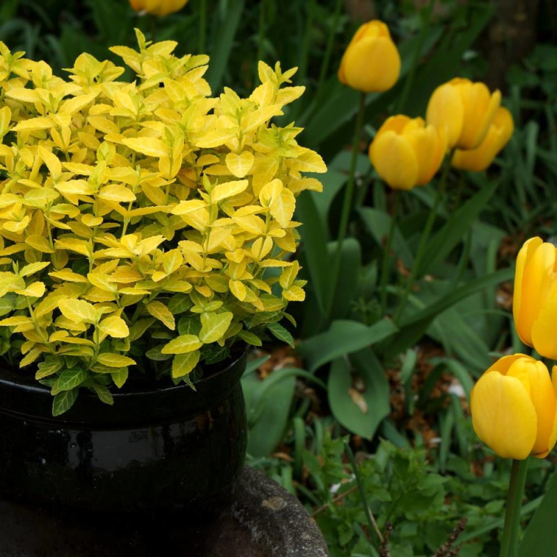 Fusain persistant Goldy® 'Waldbolwi', Euonymus