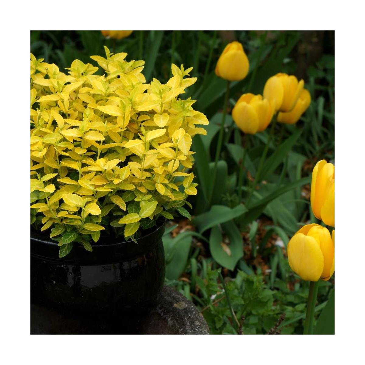Fusain persistant Goldy® 'Waldbolwi', Euonymus
