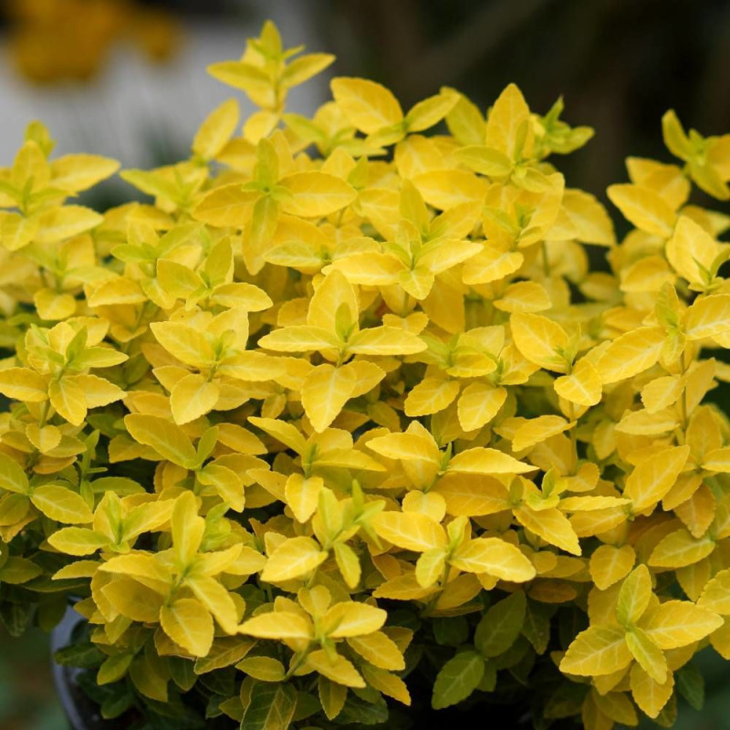 Fusain persistant Goldy® 'Waldbolwi', Euonymus