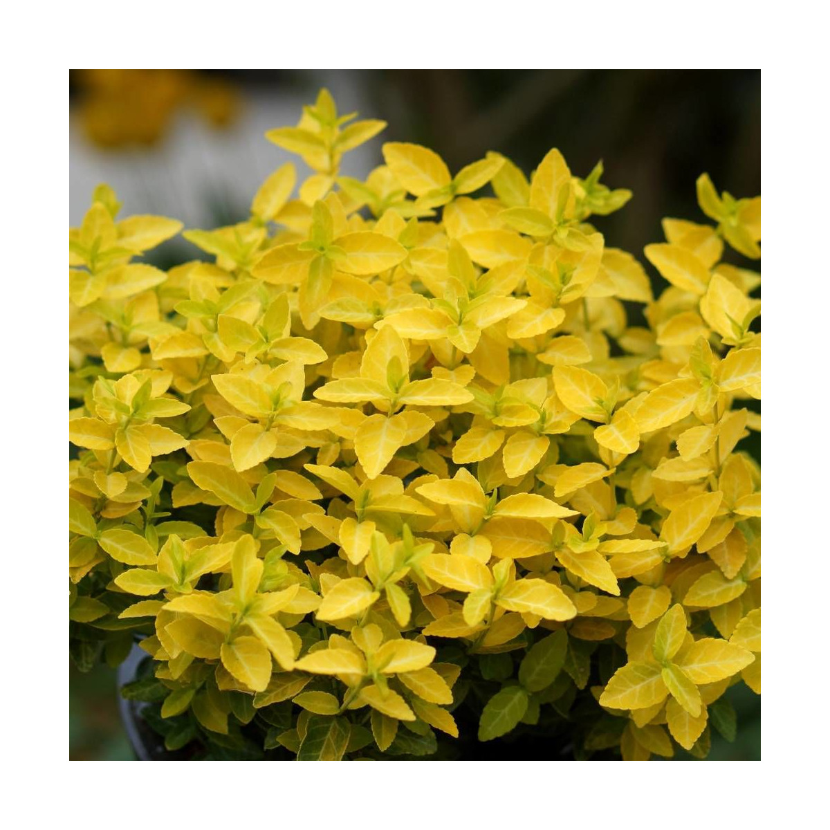 Fusain persistant Goldy® 'Waldbolwi', Euonymus
