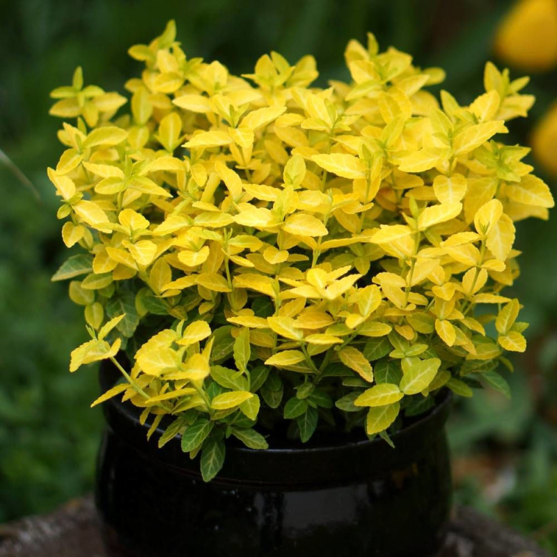 Fusain persistant Goldy® 'Waldbolwi', Euonymus