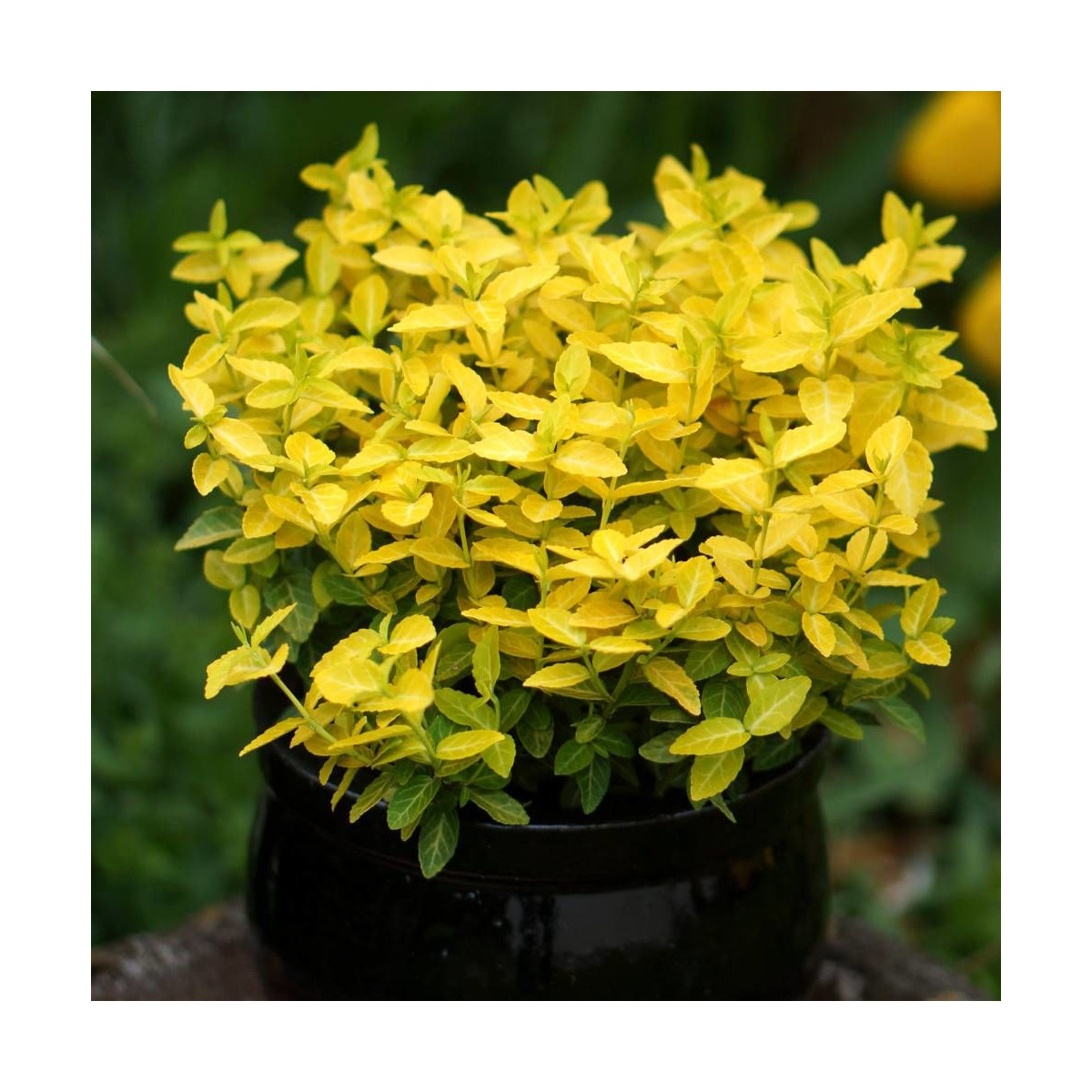 Fusain persistant Goldy® 'Waldbolwi', Euonymus