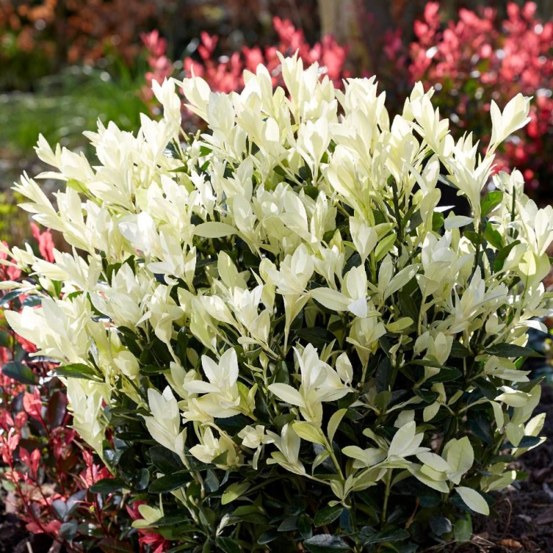 Fusain du Japon Himalaya® 'Lankveld06', Euonymus