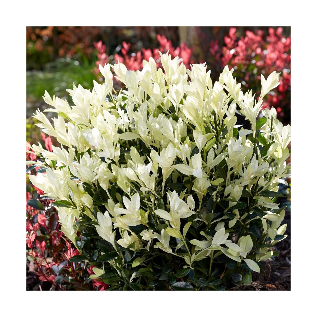 Fusain du Japon Himalaya® 'Lankveld06', Euonymus