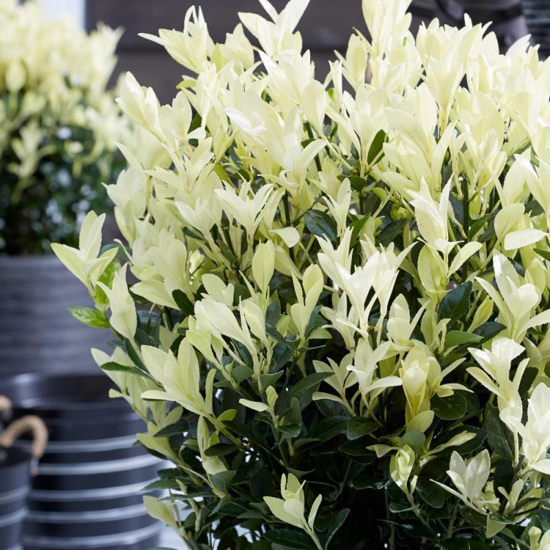 Fusain du Japon Himalaya® 'Lankveld06', Euonymus