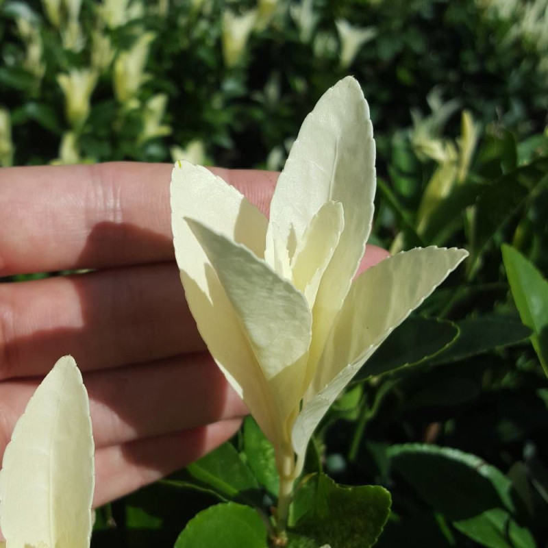 Fusain du Japon Himalaya® 'Lankveld06', Euonymus