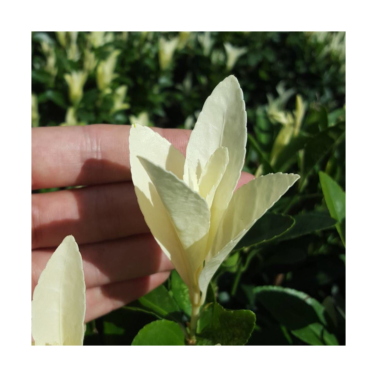 Fusain du Japon Himalaya® 'Lankveld06', Euonymus