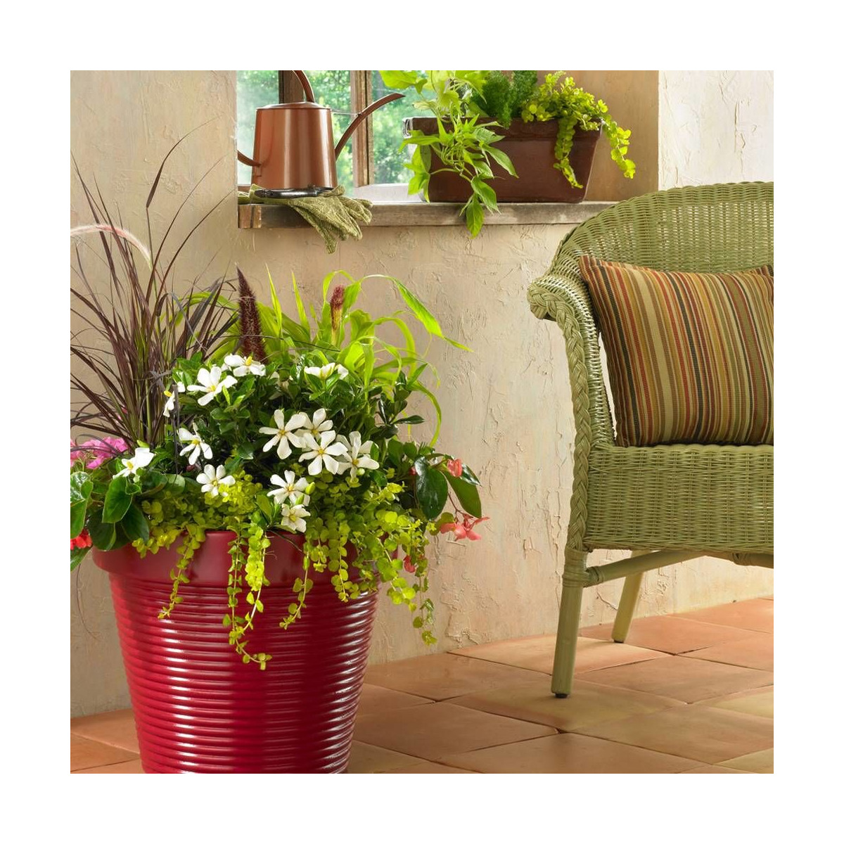 Gardenia Pinwheel®, Gardénia, Jasmin du Cap