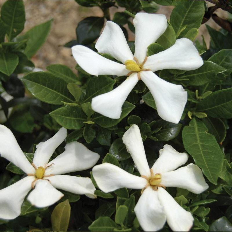 Gardenia Pinwheel®, Gardénia, Jasmin du Cap