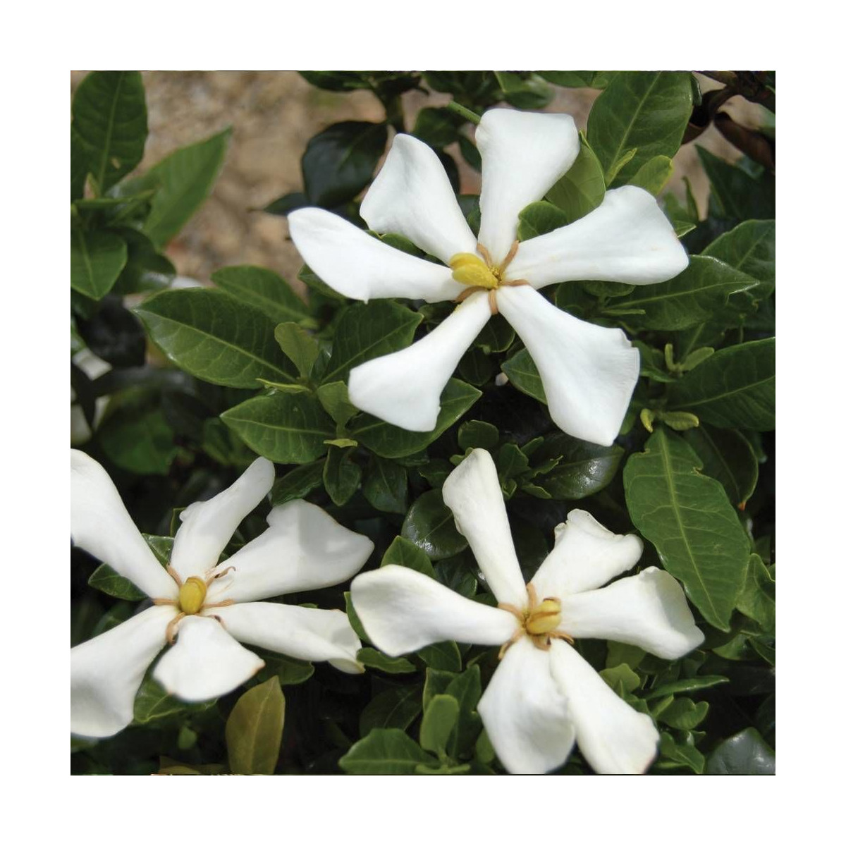 Gardenia Pinwheel®, Gardénia, Jasmin du Cap