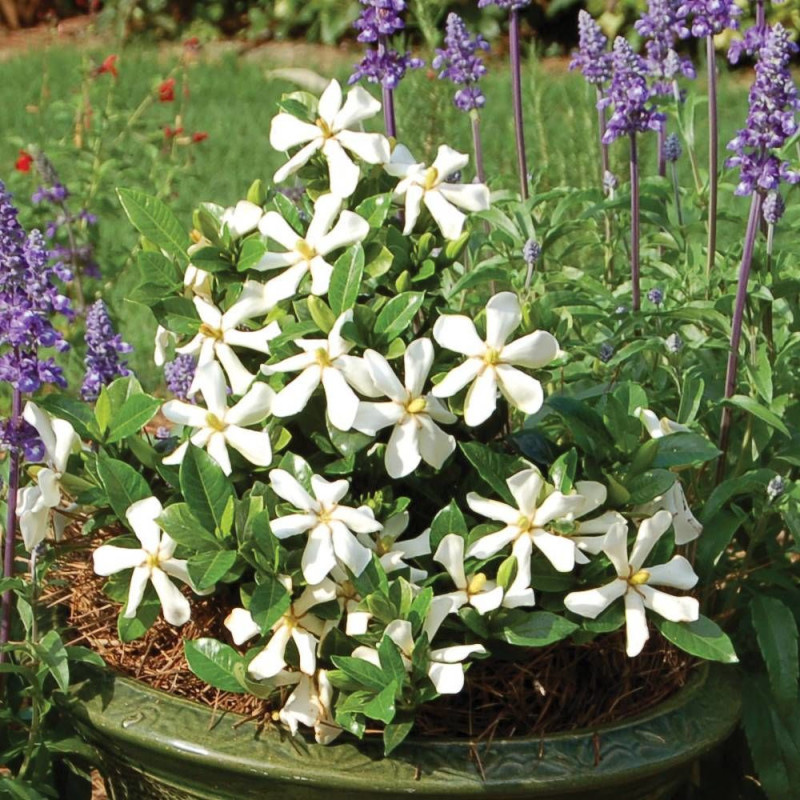 Gardenia Pinwheel®, Gardénia, Jasmin du Cap