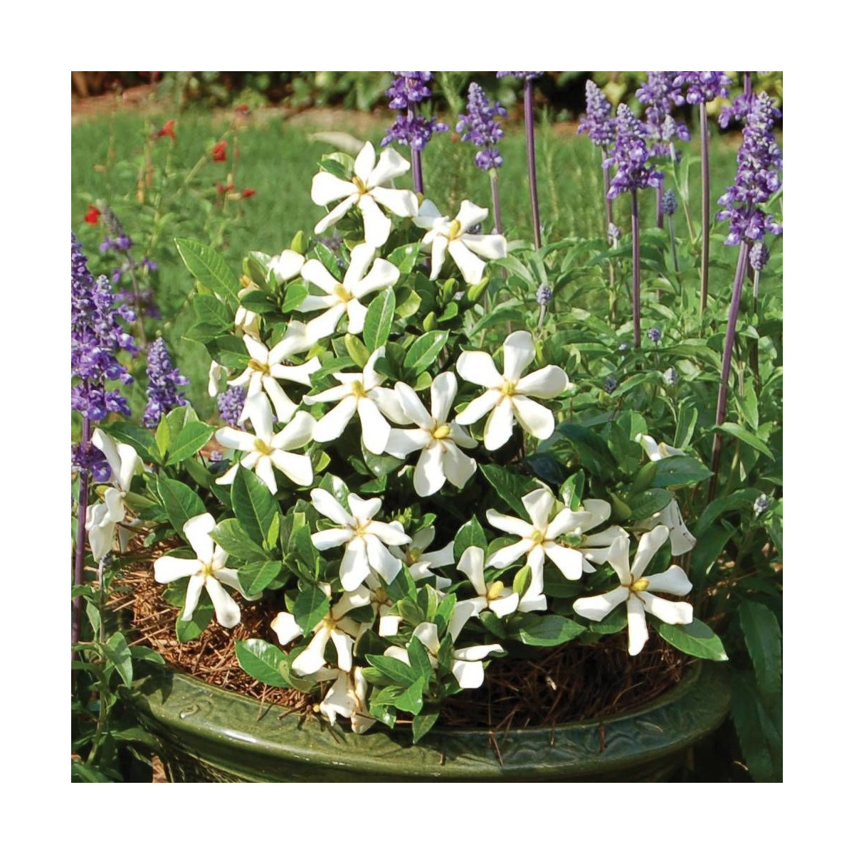 Gardenia Pinwheel®, Gardénia, Jasmin du Cap