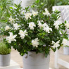 Gardenia Double Diamond® \'Leefour\', Gardénia, Jasmin du Cap