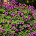 Géranium vivace Dragon Heart® 'Bremdra'