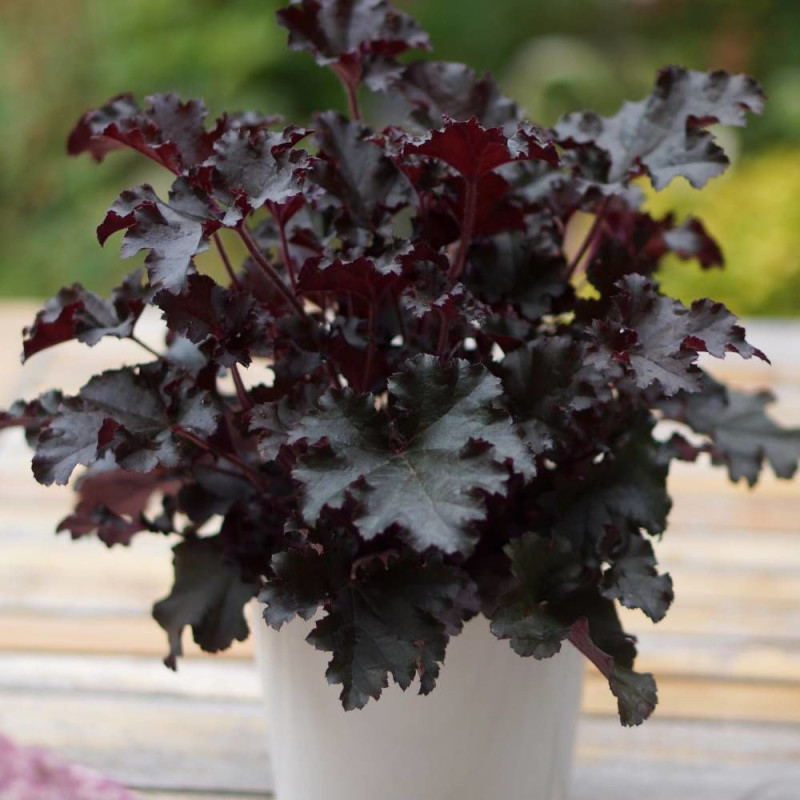Heuchere Dark Secret®