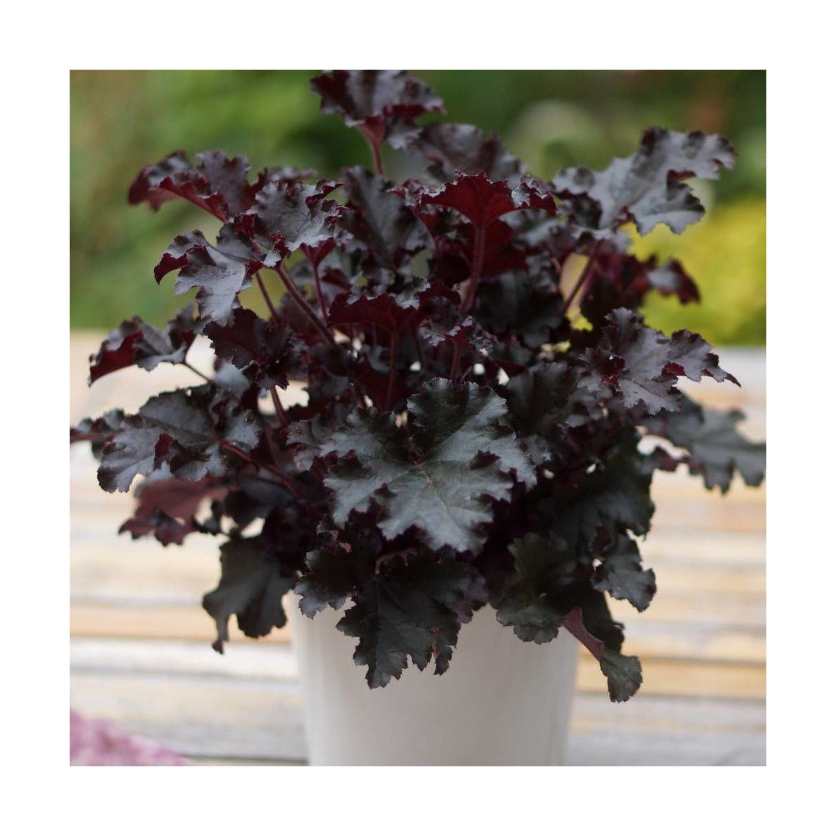 Heuchere Dark Secret®