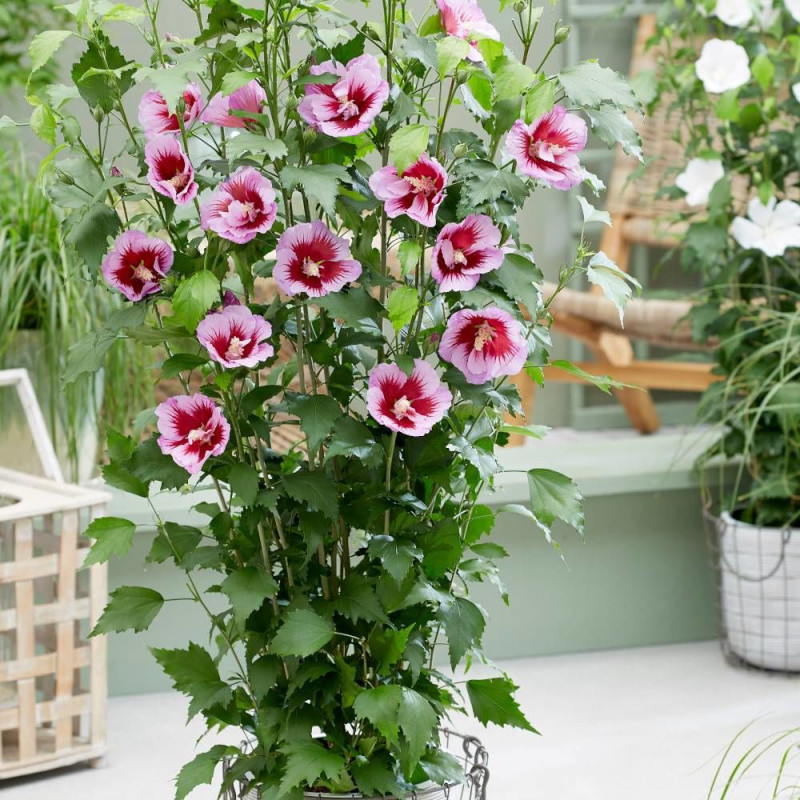 Hibiscus Flower Tower Purple® 'Gandini Santi', Althéa