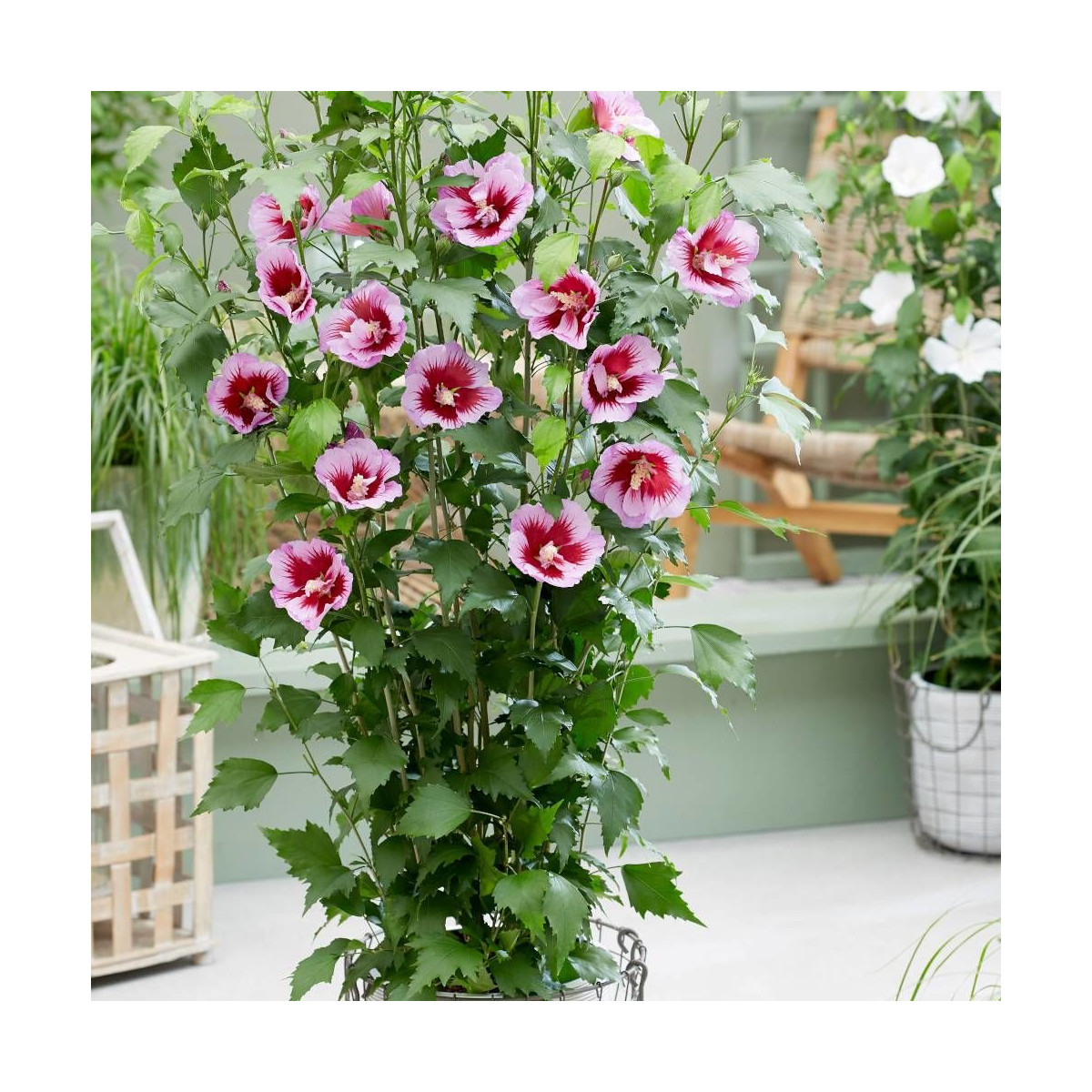 Hibiscus Flower Tower Purple® 'Gandini Santi', Althéa