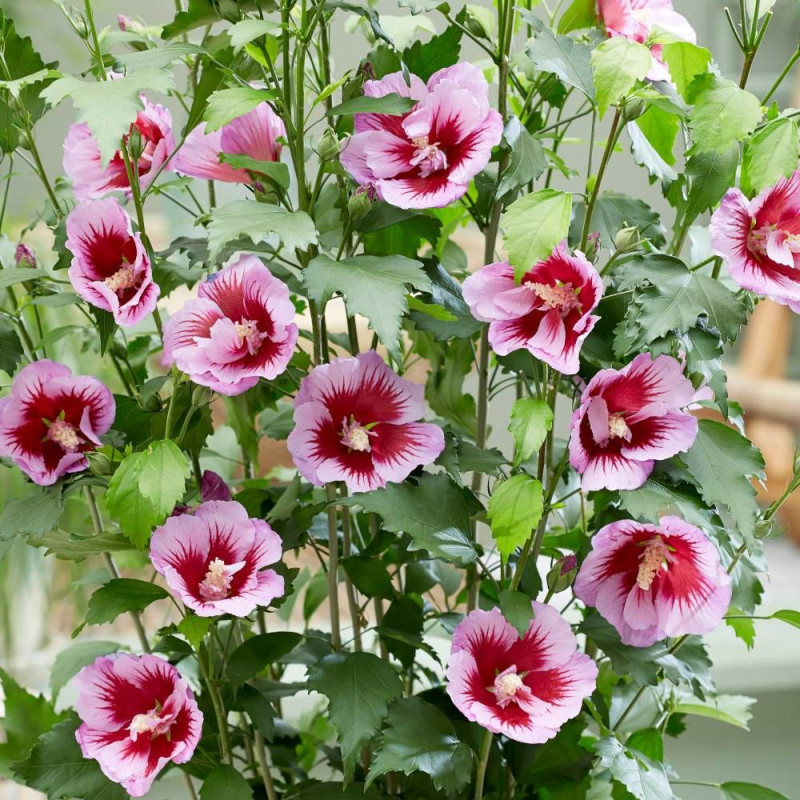 Hibiscus Flower Tower Purple® 'Gandini Santi', Althéa