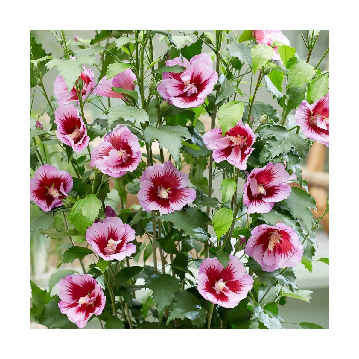 Hibiscus Flower Tower Purple® 'Gandini Santi', Althéa