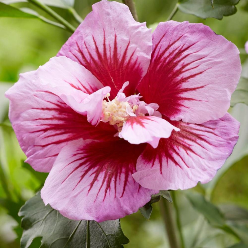 Hibiscus Flower Tower Purple® 'Gandini Santi', Althéa