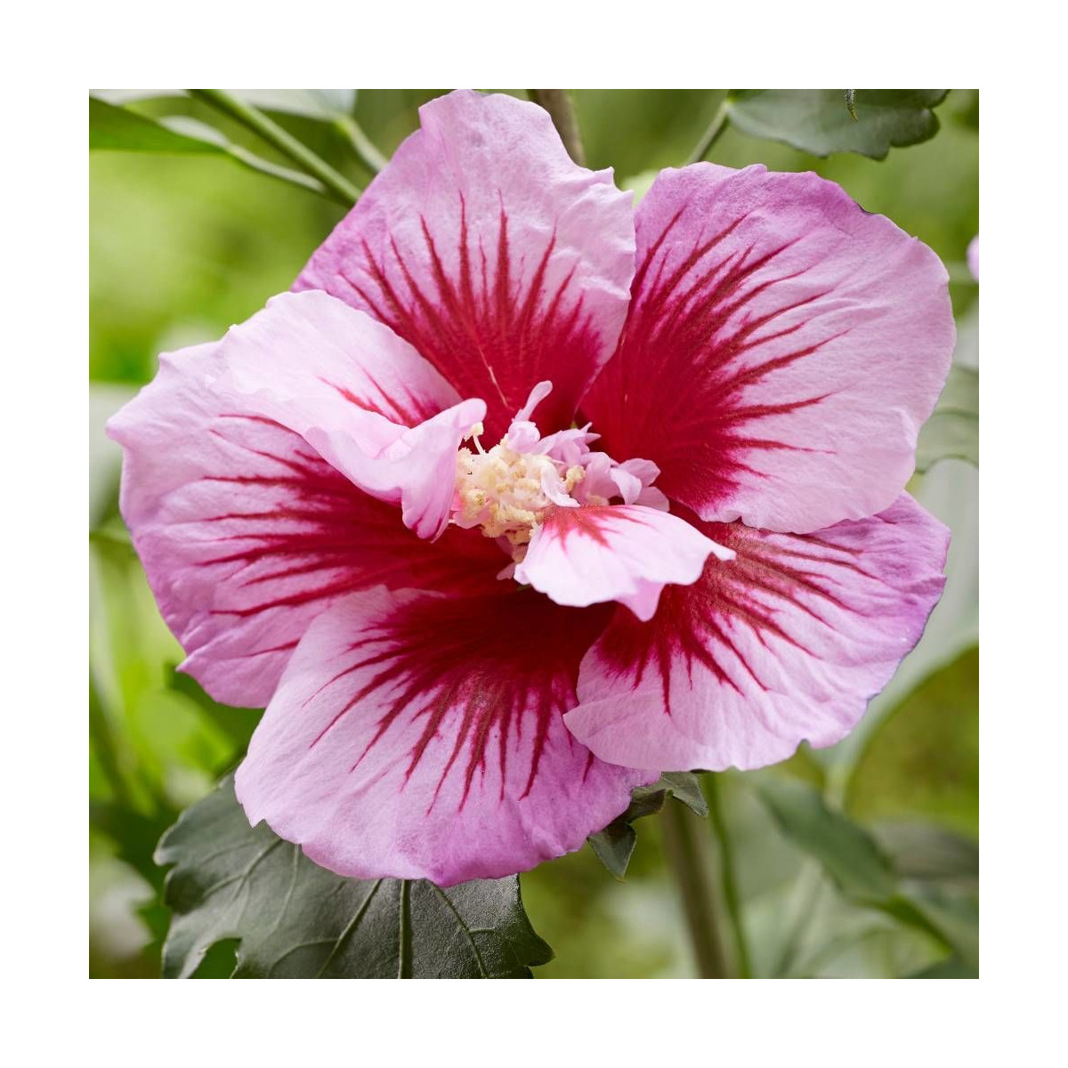 Hibiscus Flower Tower Purple® 'Gandini Santi', Althéa