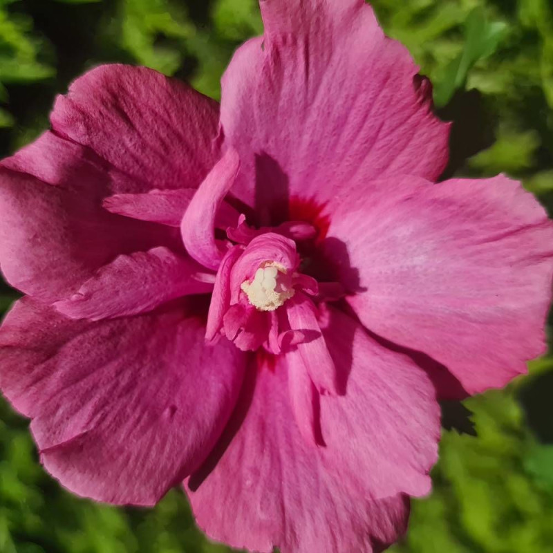 Hibiscus Flower Tower Ruby® 'Gandini van Aart Ruby', Althéa