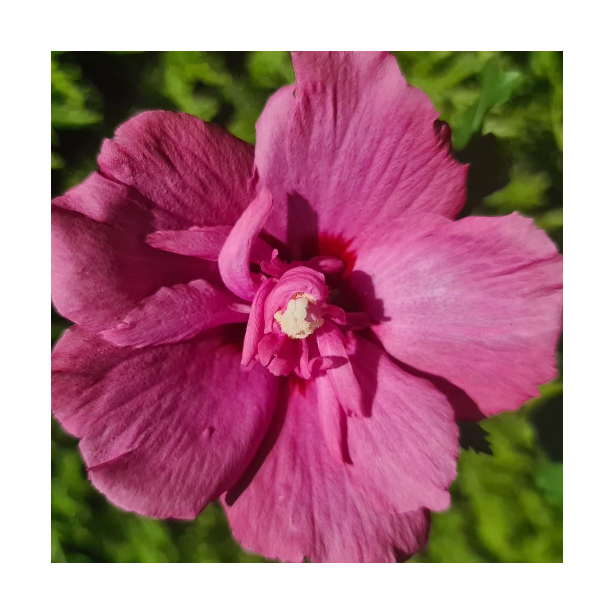 Hibiscus Flower Tower Ruby® 'Gandini van Aart Ruby', Althéa Hibiscus Flower Tower Ruby® 'Gandini van Aart Ruby', Althéa