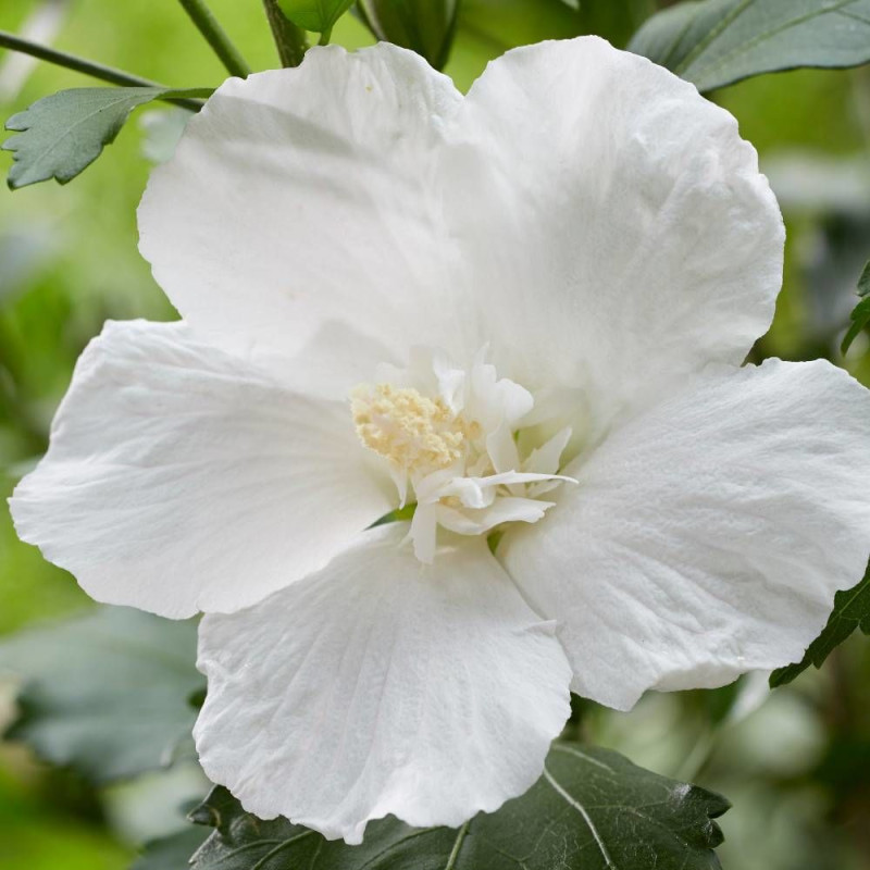 Hibiscus Flower Tower White® 'Gandini Van Aart', Althéa
