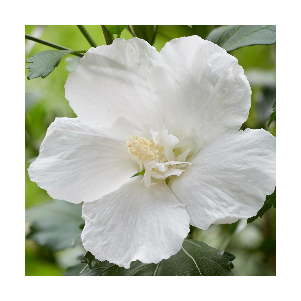 Hibiscus Flower Tower White® 'Gandini Van Aart', Althéa
