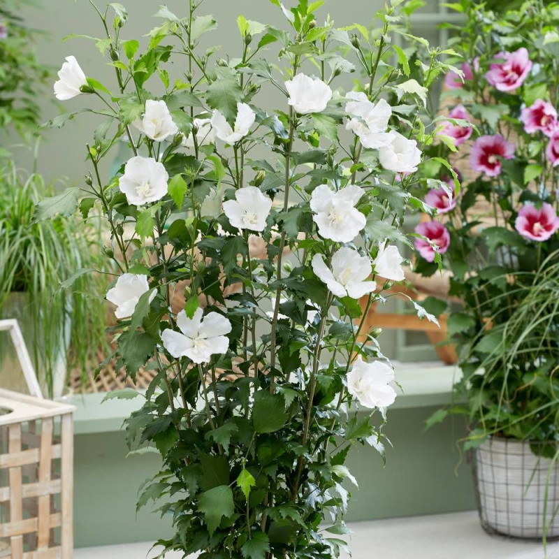 Hibiscus Flower Tower White® 'Gandini Van Aart', Althéa