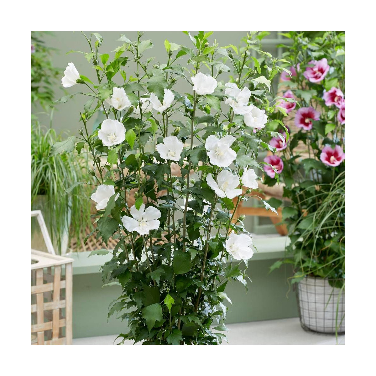 Hibiscus Flower Tower White® 'Gandini Van Aart', Althéa