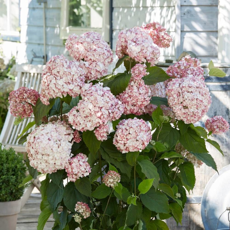 Hortensia de Virginie Candybelle® Bubblegum 'GRHYAR1407', Hortensia arborescens